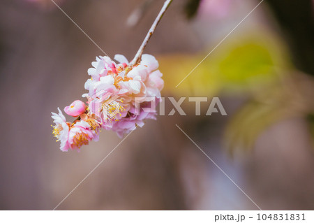 高尾梅郷の満開の梅の花 104831831