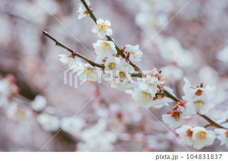 高尾梅郷の満開の梅の花 104831837