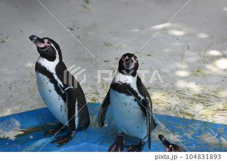 群馬県桐生市　桐生が岡動物園　ペンギン① 104831893