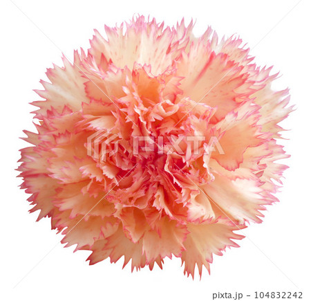 Beige carnation flower isolated on white background 104832242