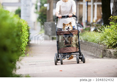 ペットカートに乗って散歩する犬 ペットカートに乗って散歩する犬 104832432