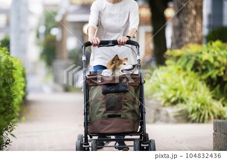 ペットカートに乗って散歩する犬 ペットカートに乗って散歩する犬 104832436