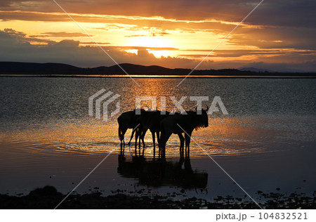Group of wildebeest at a watering hole against the background of the setting sun Group of wildebeest at a watering hole against the background of the setting sun 104832521