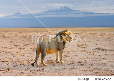 Lion on Kilimanjaro mount background in National park of Kenya, Africa Lion on Kilimanjaro mount background in National park of Kenya, Africa 104832522