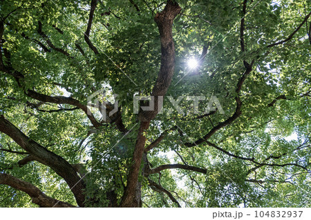 木漏れ日 104832937