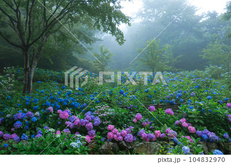 幻想的な紫陽花 幻想的な紫陽花 104832970