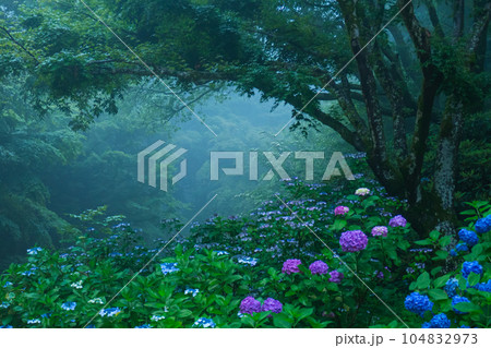 幻想的な紫陽花 104832973