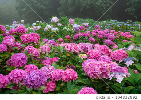 美しい紫陽花 美しい紫陽花 104832992