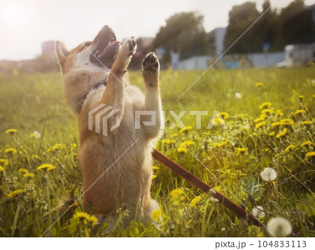 Portrait of cute Shiba Inu small dog puppy. Dogecoin. Red-haired Japanese dog smile portrait Portrait of cute Shiba Inu small dog puppy. Dogecoin. Red-haired Japanese dog smile portrait 104833113