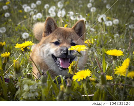 Portrait of cute Shiba Inu small dog puppy. Dogecoin. Red-haired Japanese dog smile portrait Portrait of cute Shiba Inu small dog puppy. Dogecoin. Red-haired Japanese dog smile portrait 104833126