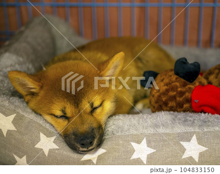 Portrait of cute Shiba Inu small dog puppy. Dogecoin. Red-haired Japanese dog smile portrait 104833150