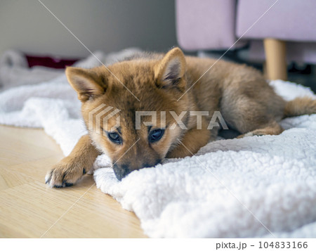 Portrait of cute Shiba Inu small dog puppy. Dogecoin. Red-haired Japanese dog smile portrait Portrait of cute Shiba Inu small dog puppy. Dogecoin. Red-haired Japanese dog smile portrait 104833166