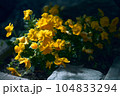 闇夜の花 104833294