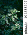 幻想的な植物 104833297