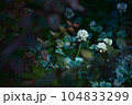 闇夜のクローバー 104833299