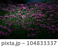 闇夜の花 104833337
