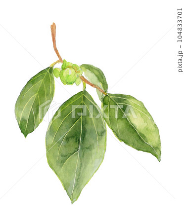 水彩で描いたまだ青い柿の実のイラスト 白バック 透過背景 水彩で描いたまだ青い柿の実のイラスト 白バック 透過背景 104833701
