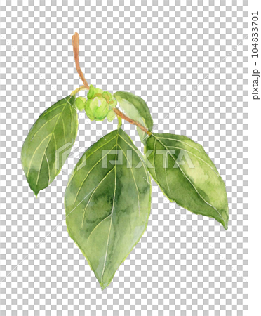 水彩で描いたまだ青い柿の実のイラスト 白バック 透過背景 水彩で描いたまだ青い柿の実のイラスト 白バック 透過背景 104833701