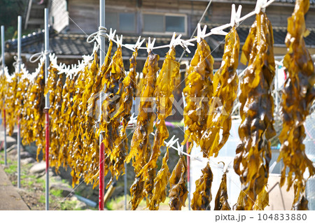 【天日干しのワカメ】 撮影場所:京都府与謝郡伊根町本庄浜 【天日干しのワカメ】 撮影場所:京都府与謝郡伊根町本庄浜 104833880