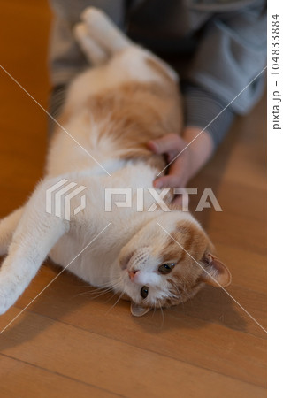 猫を撫でる　茶トラ白 104833884