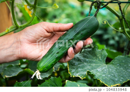 Picking cucumbers from the plant by hand. Growing healthy vegetables Picking cucumbers from the plant by hand. Growing healthy vegetables 104833948