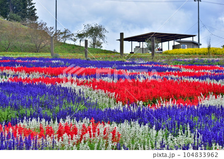ケイトウ　自転車　秋　広島　世羅　世羅ゆり園　花の駅せら 104833962