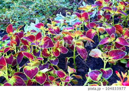 Landscaping. Red ornamental plant Coleus of the Lamiaceae family in a flowerbed Landscaping. Red ornamental plant Coleus of the Lamiaceae family in a flowerbed 104833977