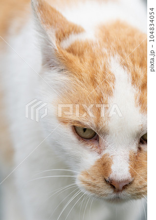 見つめる猫 茶白猫 見つめる猫 茶白猫 104834054
