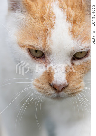 見つめる猫　茶白猫 104834055