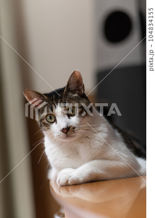 くつろぐ猫　キジトラ猫 104834155