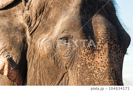 Close up Asian elephant head. Asian Elephant in Thailand, Elephant Nature Park, Thailand. Female elephant standing on nature background. 104834171