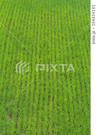 上から見た夏の水田 7月 上から見た夏の水田 7月 104834185