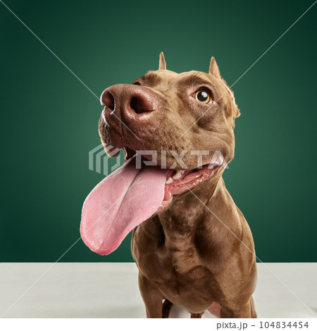 Close-up image of dog's muzzle, purebred American pitbull terrier with tongue sticking out sitting against green studio background 104834454