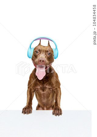 Positive, purebred American pitbull terrier sitting in headphones against white studio background. Music vibes Positive, purebred American pitbull terrier sitting in headphones against white studio background. Music vibes 104834458