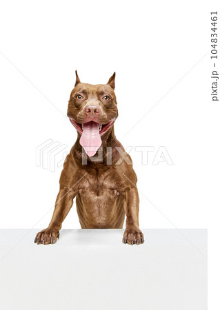 Positive, purebred American pitbull terrier sitting with tongue sticking out against white studio background Positive, purebred American pitbull terrier sitting with tongue sticking out against white studio background 104834461