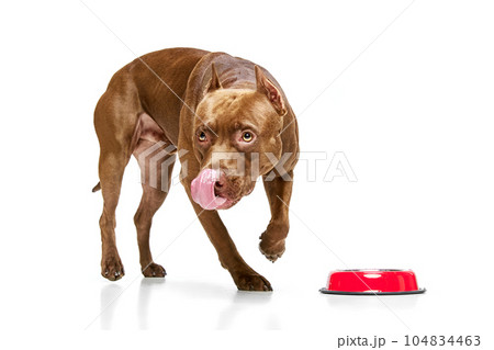 Beautiful, purebred dogs American pitbull terrier eating food against white studio background. Nutrition 104834463