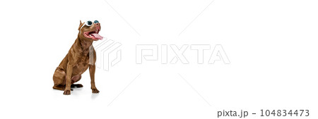 Smiling dog of American pitbull terrier in sunglasses sitting with tongue sticking out against white studio background 104834473