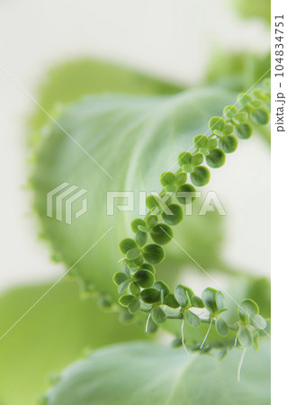 葉からたくさんの芽を出す子宝草 葉からたくさんの芽を出す子宝草 104834751