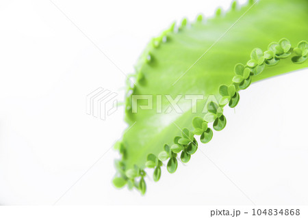 葉からたくさんの芽を出す子宝草 104834868