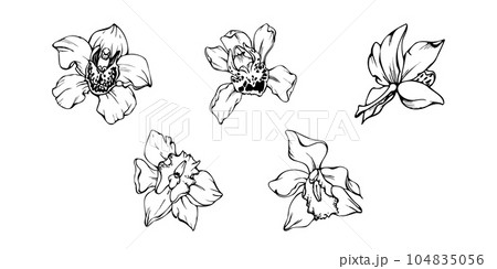Hand drawn vector ink orchid flowers and branches, monochrome, detailed outline. Single flowers, leaves, stems. Isolated on white background. Design for wall art, wedding, print, tattoo, cover, card. Hand drawn vector ink orchid flowers and branches, monochrome, detailed outline. Single flowers, leaves, stems. Isolated on white background. Design for wall art, wedding, print, tattoo, cover, card. 104835056
