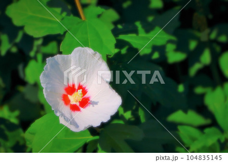 清々しいヒノマルムクげ 104835145