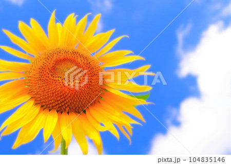 爽やかな青空と鮮やかな大輪の向日葵の花 爽やかな青空と鮮やかな大輪の向日葵の花 104835146