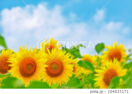 爽やかな青空と鮮やかな満開の向日葵の花 爽やかな青空と鮮やかな満開の向日葵の花 104835171