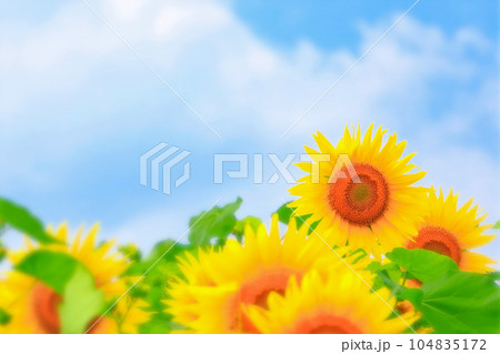 爽やかな青空と鮮やかな向日葵の花 104835172