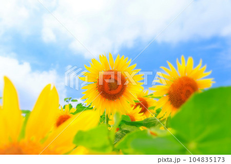 爽やかな青空と鮮やかな向日葵の花 104835173