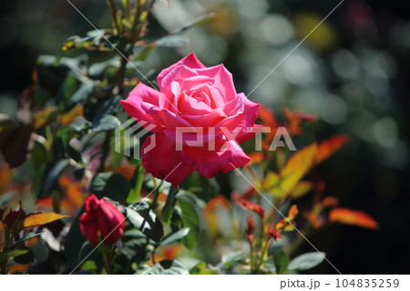 荒尾市 おもやい市民花壇 バラの花、 荒尾市 おもやい市民花壇 バラの花、 104835259