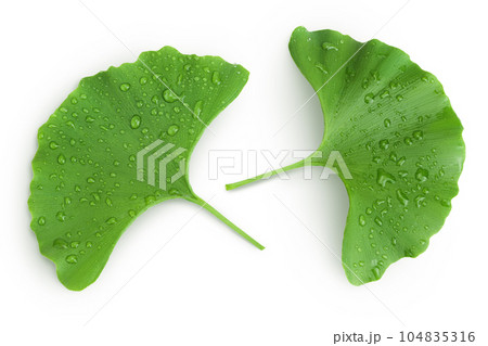 Green ginkgo biloba leaves with water drop isolated on white background. Top view. Flat lay Green ginkgo biloba leaves with water drop isolated on white background. Top view. Flat lay 104835316