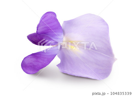 Wisteria flowers isolated on white background with full depth of field Wisteria flowers isolated on white background with full depth of field 104835339