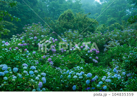 霧に包まれた幻想的な紫陽花 霧に包まれた幻想的な紫陽花 104835359