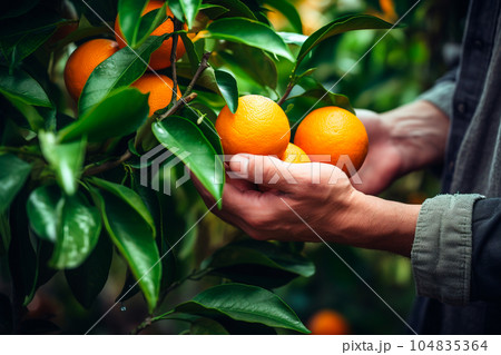 Old farmer male hands picking juicy tasty oranges from a tree in the garden at sunset, harvesting on a sunny day, generative ai Old farmer male hands picking juicy tasty oranges from a tree in the garden at sunset, harvesting on a sunny day, generative ai 104835364